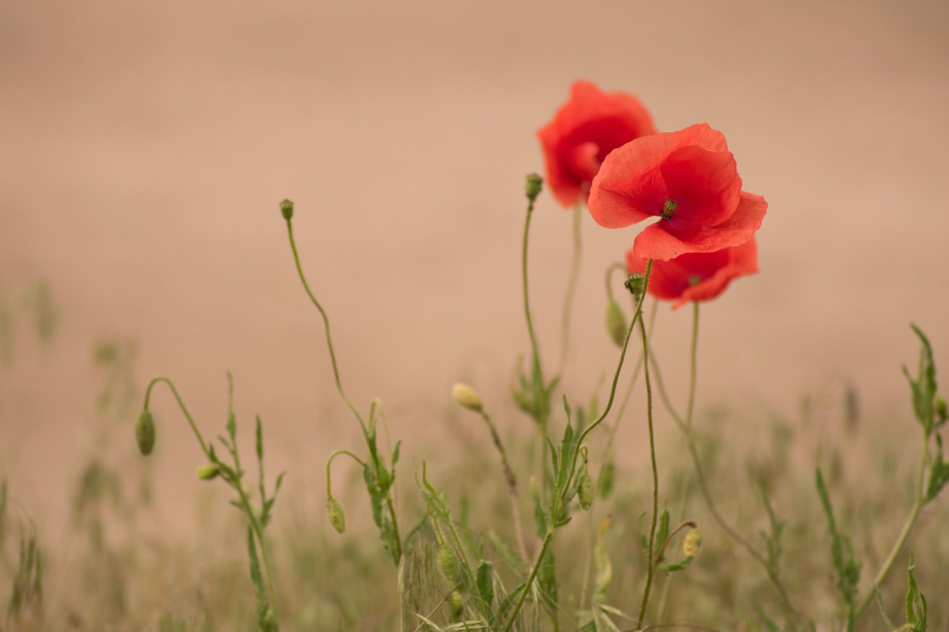 Aker Fassi – Morocco’s Timeless Red
